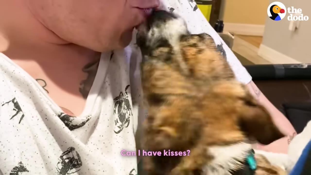 A brindle and white dog reaches up to lick the chin of a person wearing a white patterned shirt.