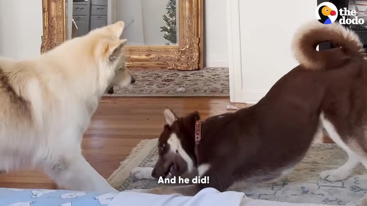 A brown and white dog in a playful bow position facing a fluffy white dog on an indoor rug.