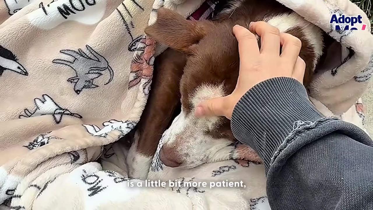 A person's hand gently pets a brown and white dog wrapped in a patterned blanket.