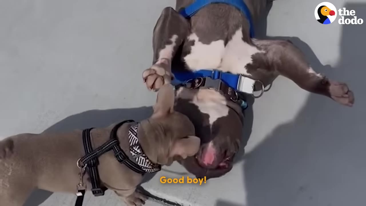 A small tan puppy wearing a black harness sniffs the face of a larger grey and white dog lying on its back on the pavement.