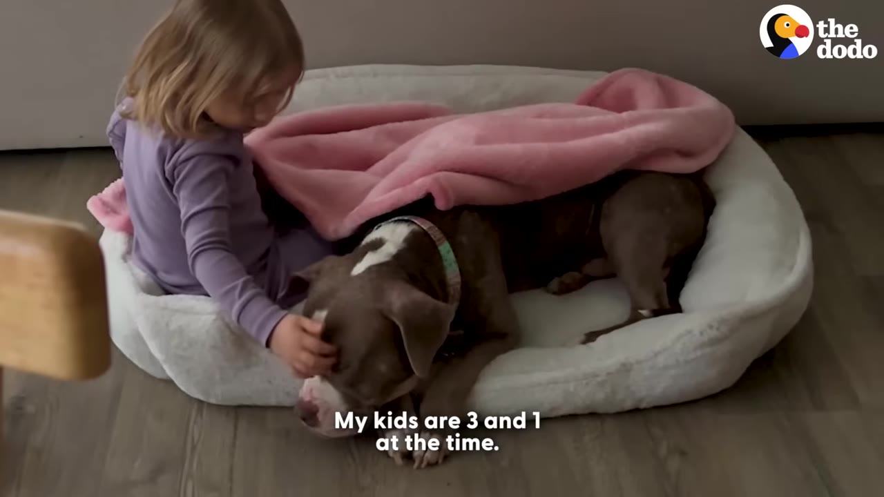 A young girl with blonde hair sits in a dog bed next to a brown and white dog, gently petting its head.