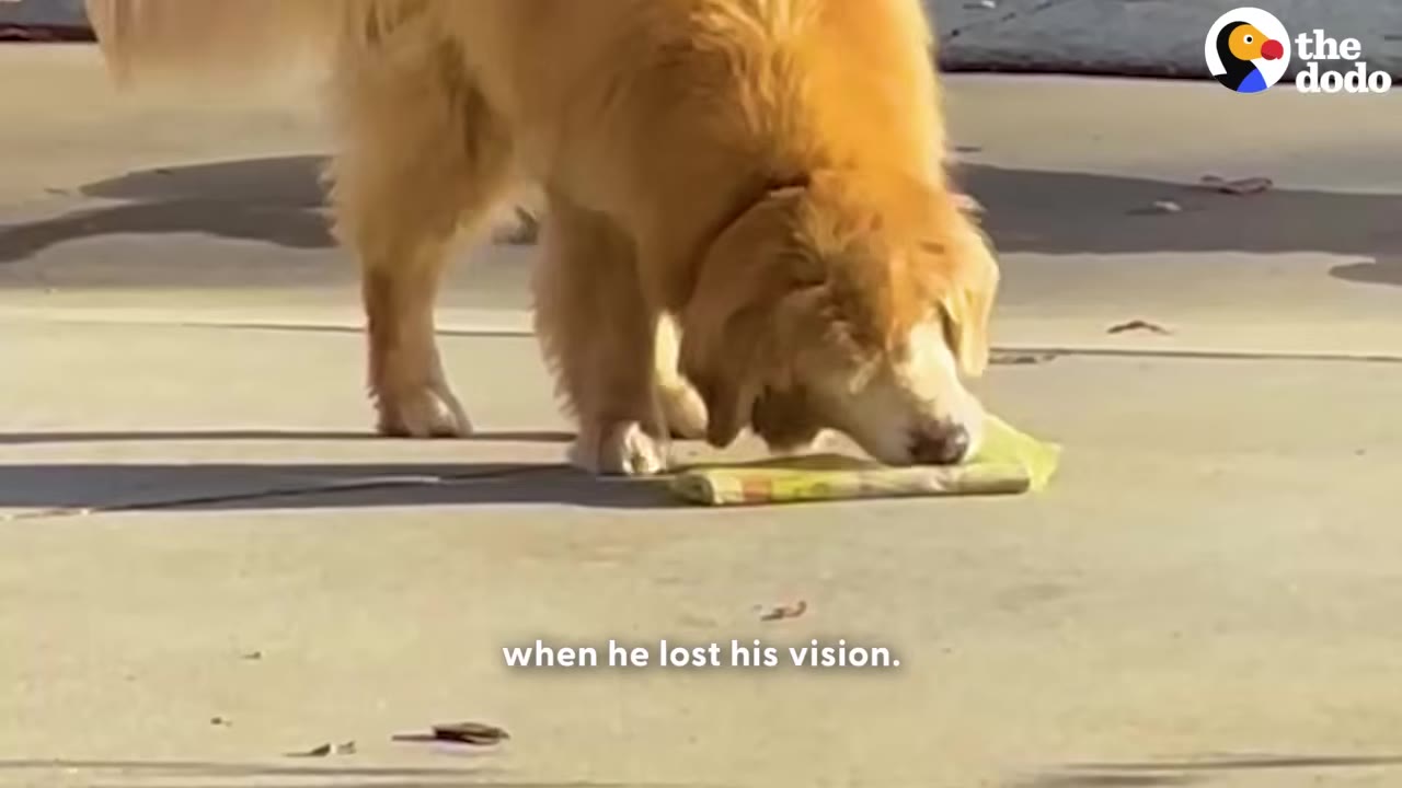 A golden retriever on a concrete driveway bends down to pick up a rolled-up newspaper wrapped in yellow plastic.