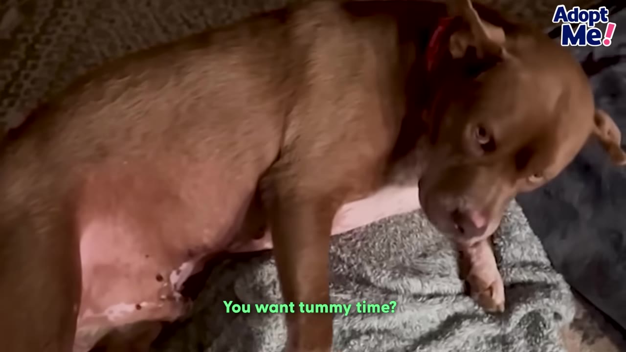 A brown dog lies on its side on a grey blanket, looking up at the camera with its pink belly exposed.