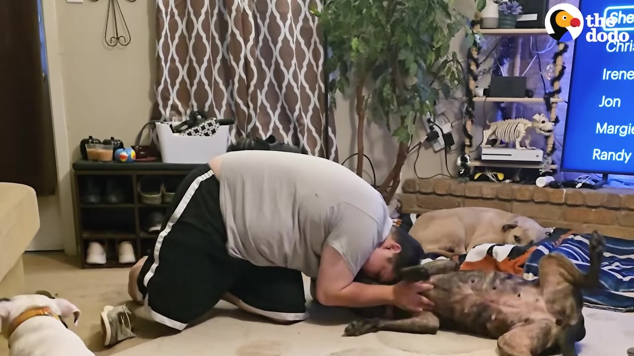 A man kneeling on the floor, leaning over to give belly rubs and affection to a brindle dog lying on its back.