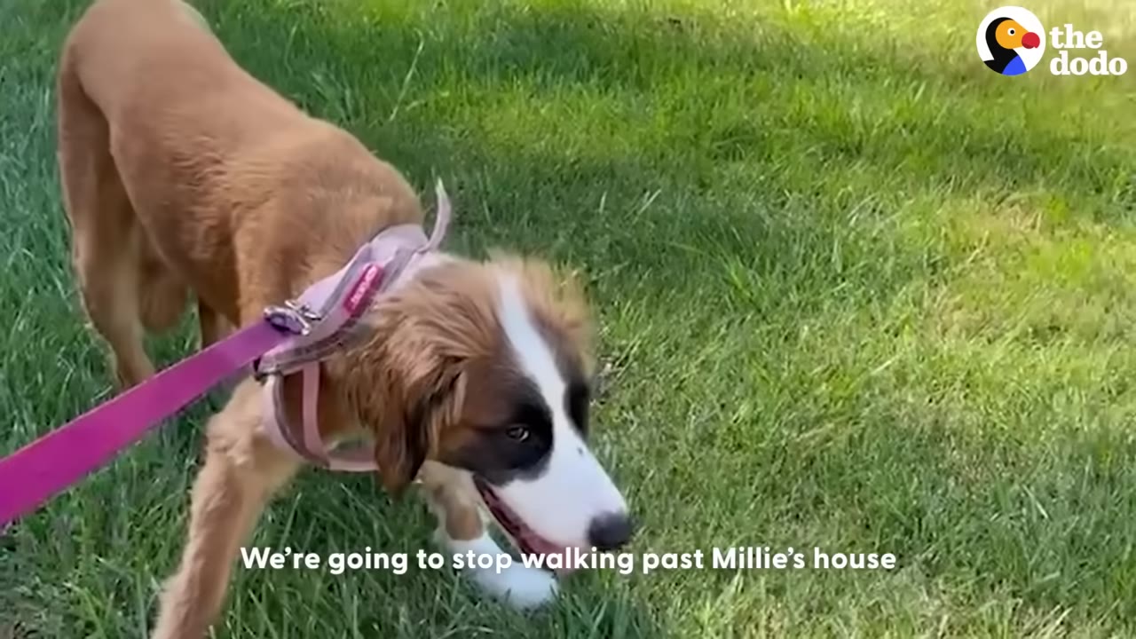 A brown and white dog wearing a pink harness and leash stands on a green grassy lawn.
