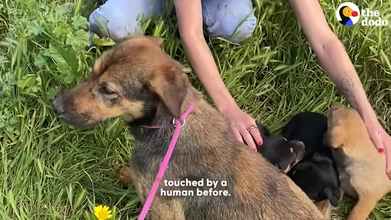 A brown dog wearing a pink leash sits in the green grass next to several small puppies being gently held by a person's hands.