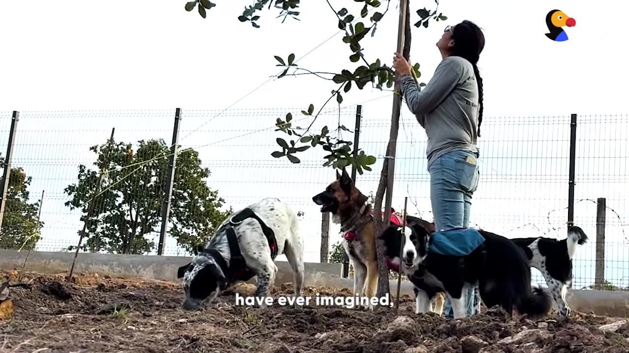A woman stands next to a young tree she is planting in a dirt yard, looking up thoughtfully, surrounded by several dogs.