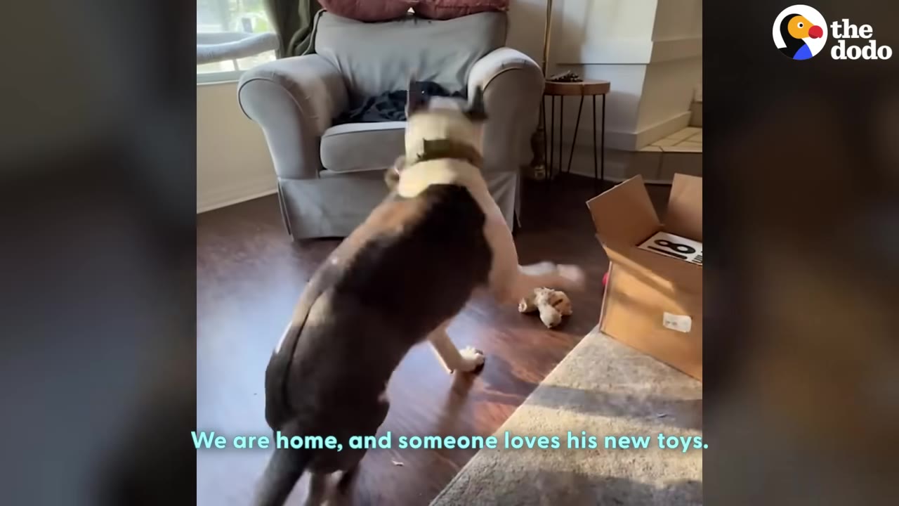 A dog stands on its hind legs in a living room, excited to play with a new toy near an open cardboard box.