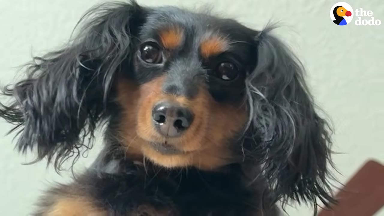 A close-up portrait of a black and tan long-haired dachshund looking directly into the camera with a serious expression.