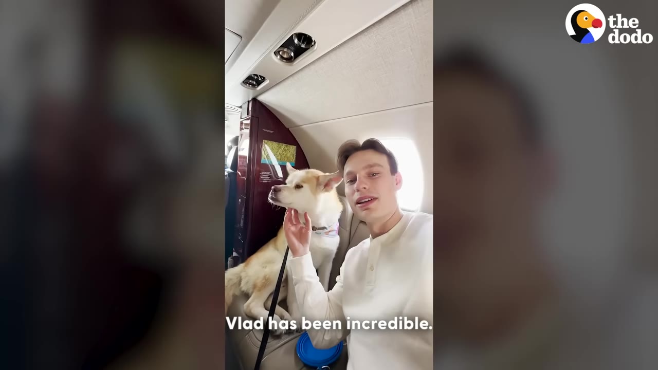 A light-colored dog sits on a leather seat inside a private plane cabin next to a man in a white shirt who is gently petting the dog's chin.