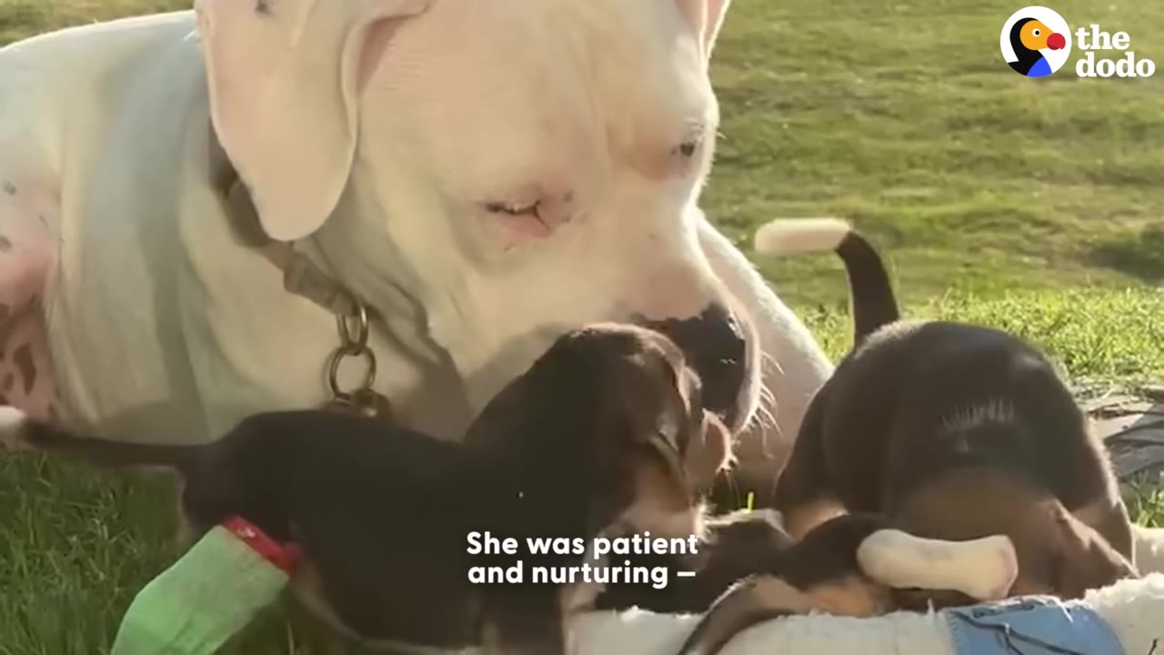 A large white dog gently nudges two small beagle puppies on a grassy lawn.
