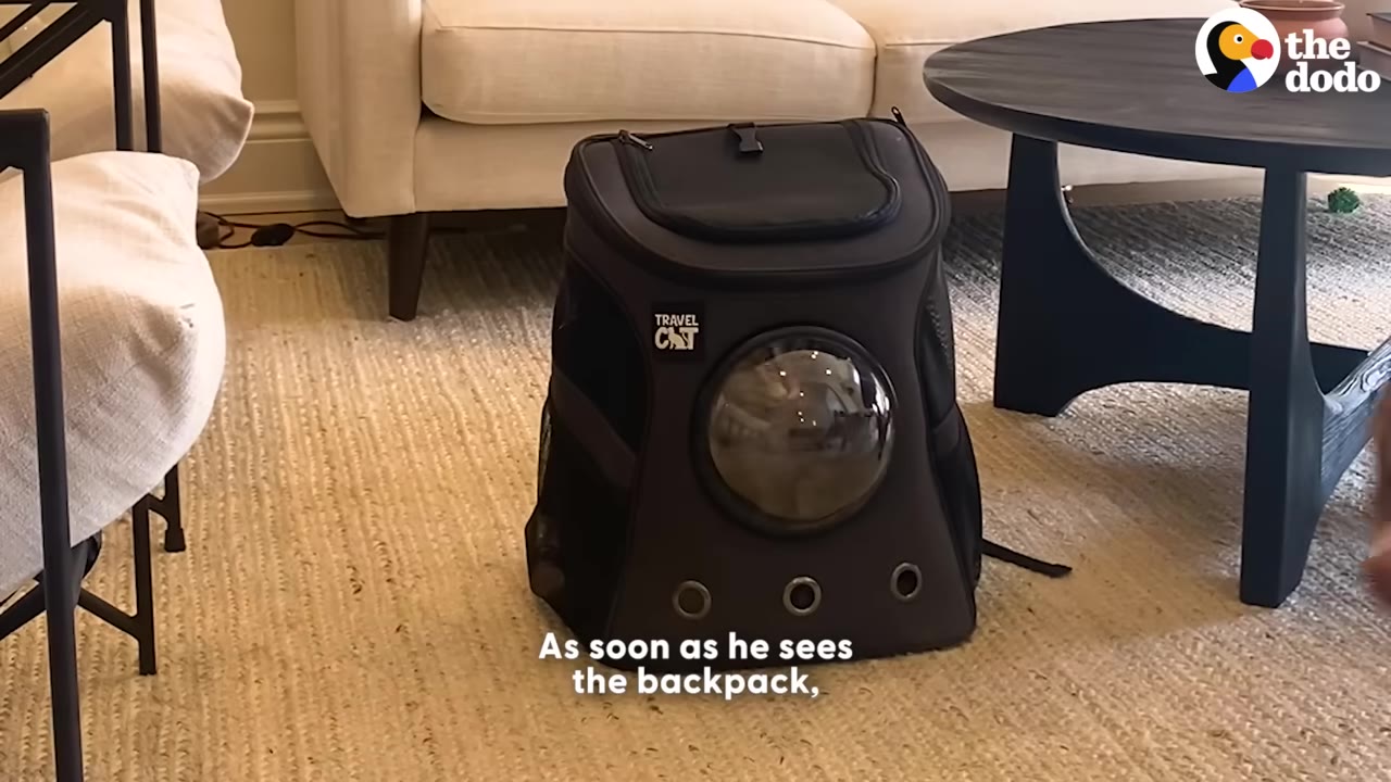 A black pet carrier backpack with a bubble window sits on a rug in a living room.