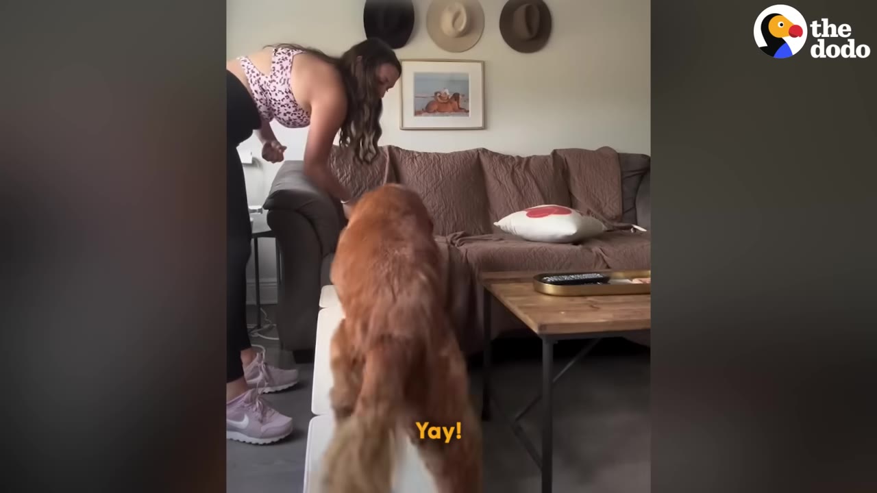 A golden retriever climbs up a white pet ramp toward a brown couch while a woman stands nearby encouraging him.