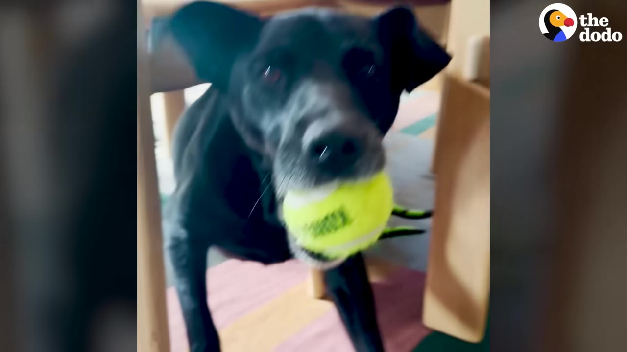 A black dog looks directly at the camera while holding a bright yellow tennis ball in its mouth.