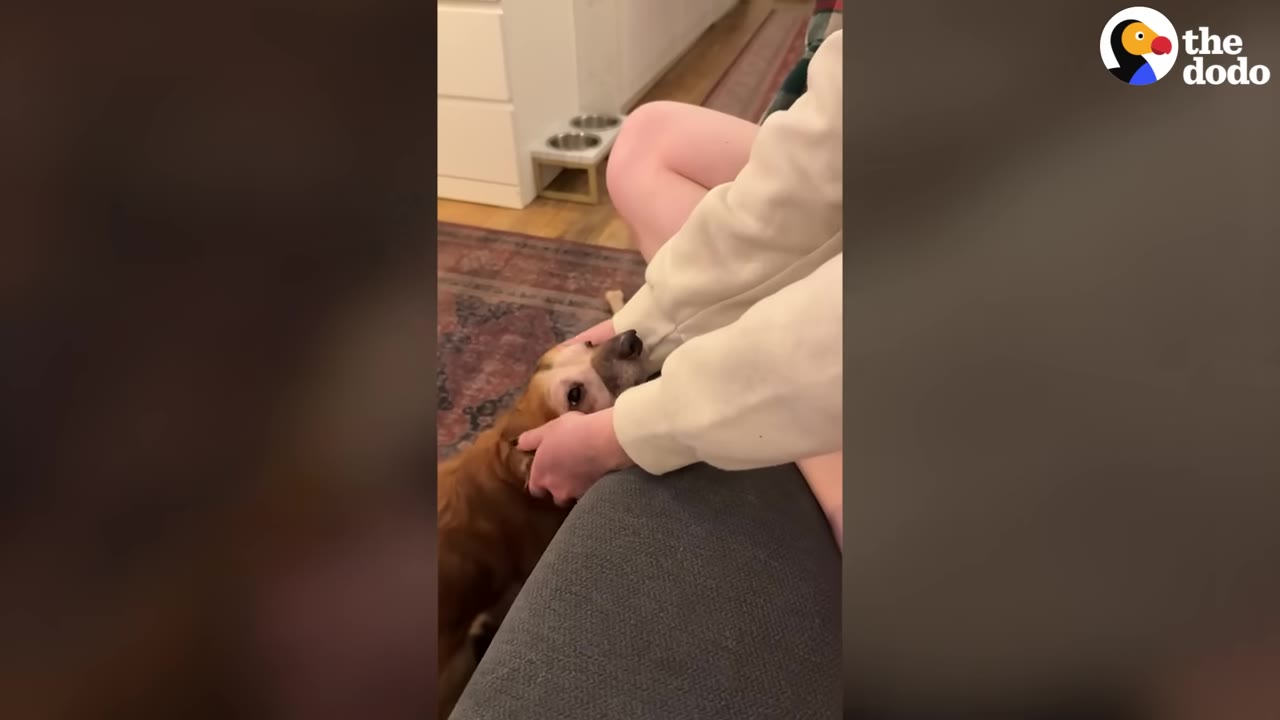 A small brown dog looks up affectionately as a person gently pets its head with both hands.