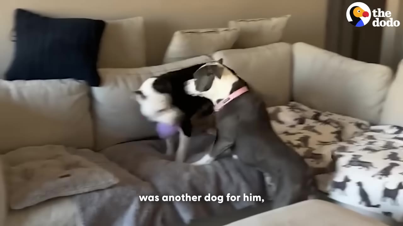 A gray and white dog with a pink collar plays on a beige sectional sofa with a black and white dog holding a purple toy.