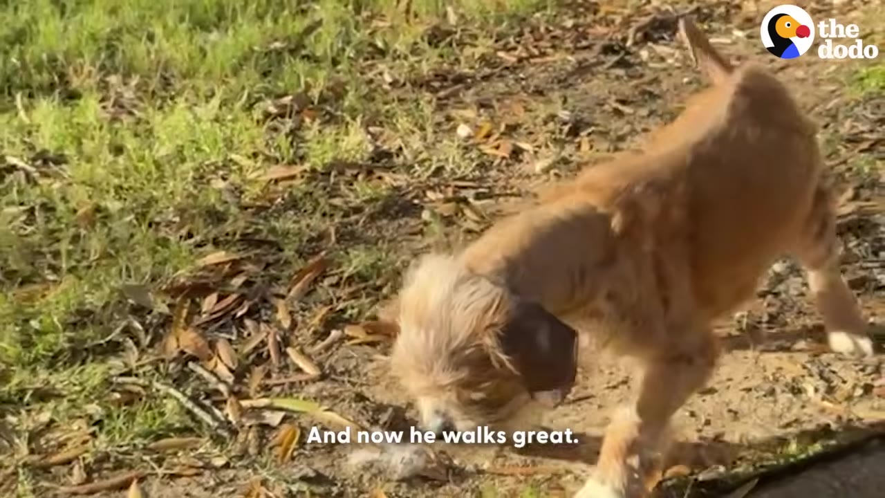A small brown dog walking on a dirt path next to green grass.