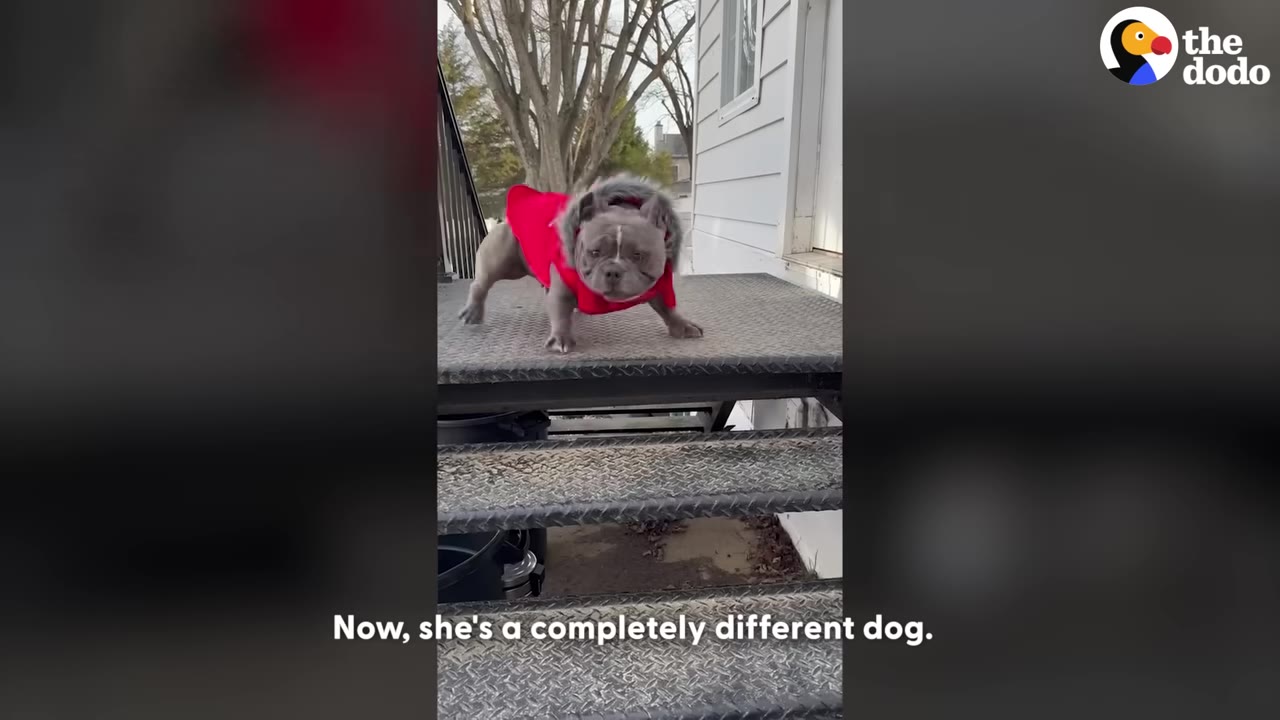 A healthy grey bulldog wearing a red jacket stands on metal steps outside a house, looking directly at the camera.
