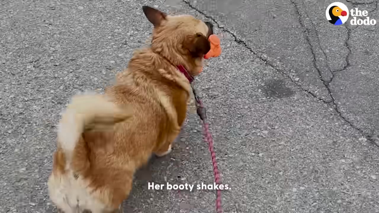 A small tan dog seen from behind walking on a leash on an asphalt path, carrying an orange bone toy in its mouth.