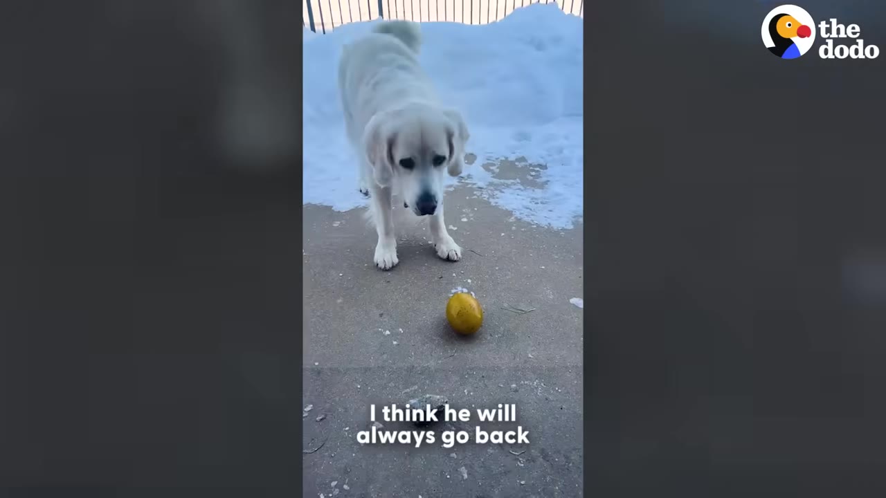 A white dog stands on a concrete patio looking down at a golden egg toy, with snow in the background.