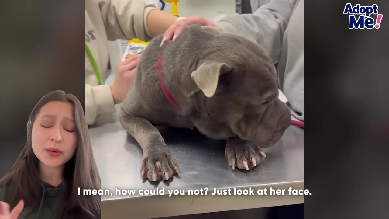 A grey dog with a red collar sits on a metal examination table while being gently petted by veterinary staff.