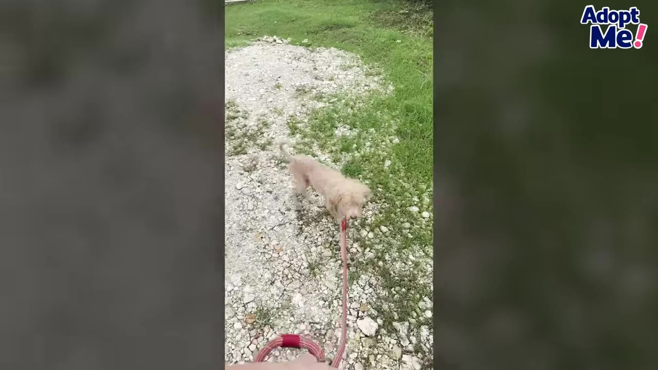 A small, light-colored dog walks on a red leash along a gravel path next to green grass.