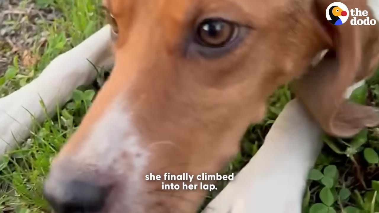 A close-up of a brown and white dog lying on the grass, looking up with gentle eyes.