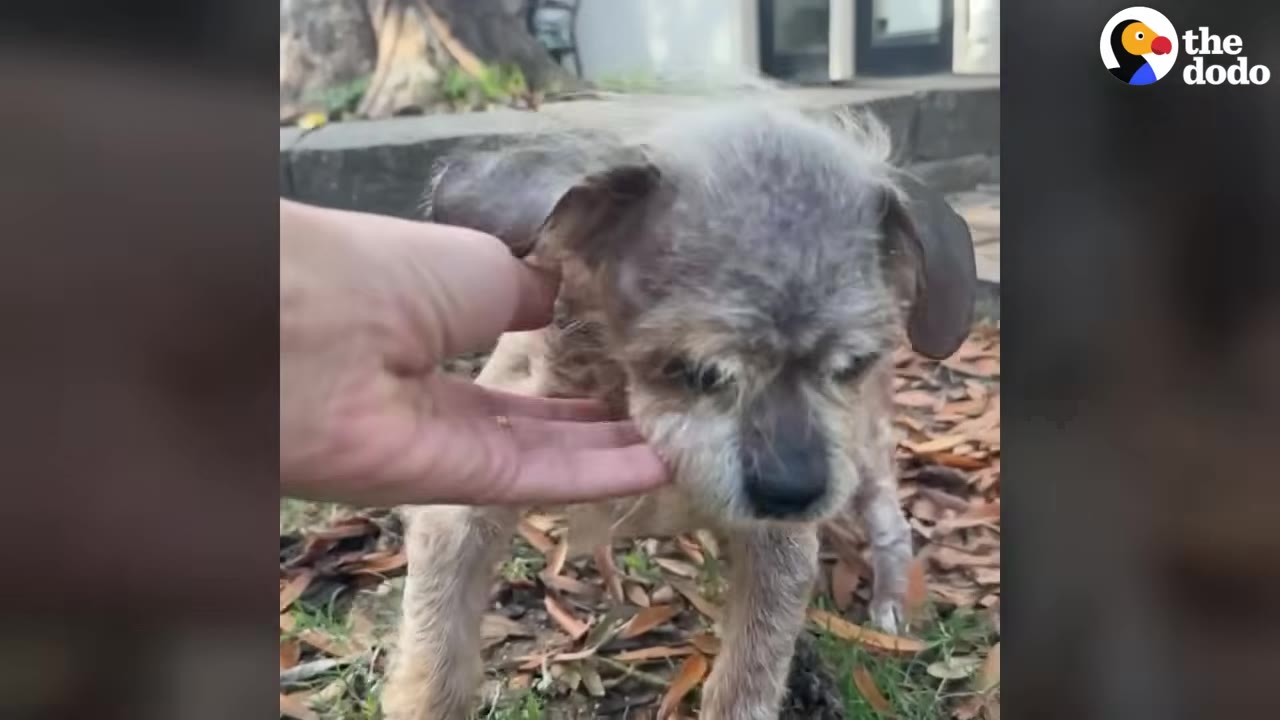 A small, scruffy dog with grey and brown fur growing back on its head and body stands outside on grass and dry leaves as a hand gently pets it under the chin.