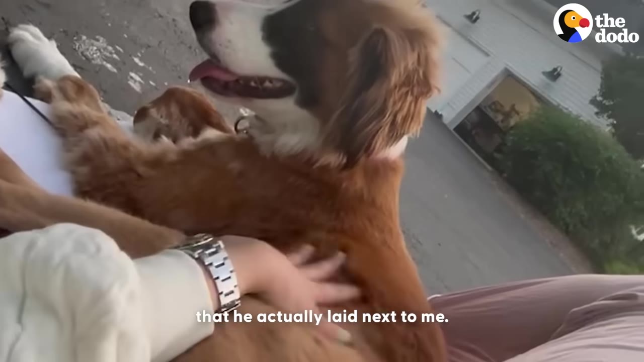 A brown and white dog lying down on the ground next to a person who is petting its side.