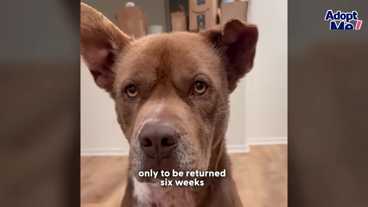 A close-up portrait of a brown dog looking directly at the camera with a sad expression.