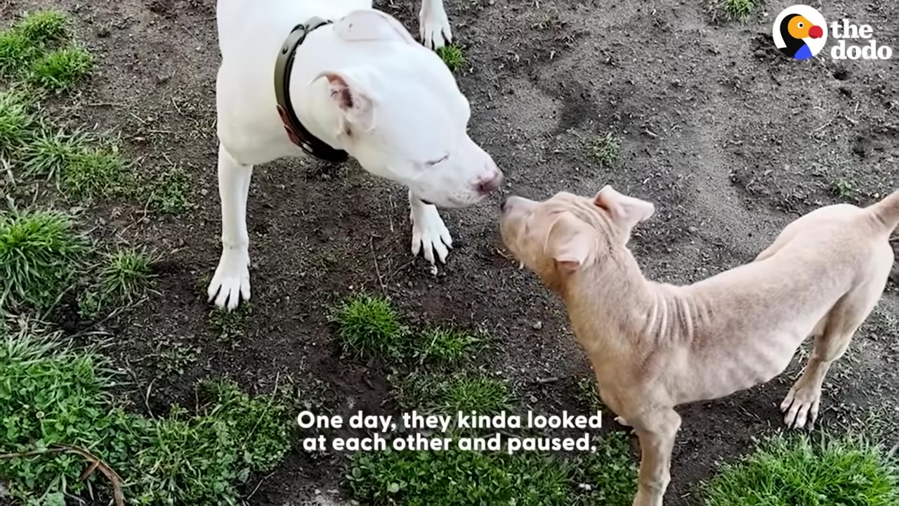 A white dog and a smaller, thin tan dog stand on a dirt patch with grass, touching noses in a friendly greeting.