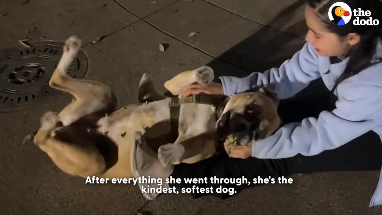 A light brown dog lies on her back on the pavement, receiving gentle pets and belly rubs from a person sitting beside her.