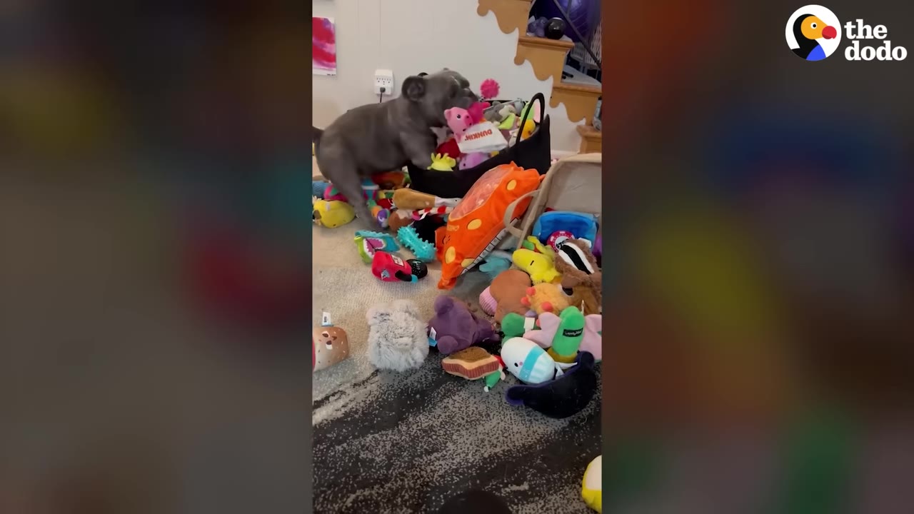 A grey bulldog stands amidst a large pile of colorful plush toys, reaching into a black toy bin.