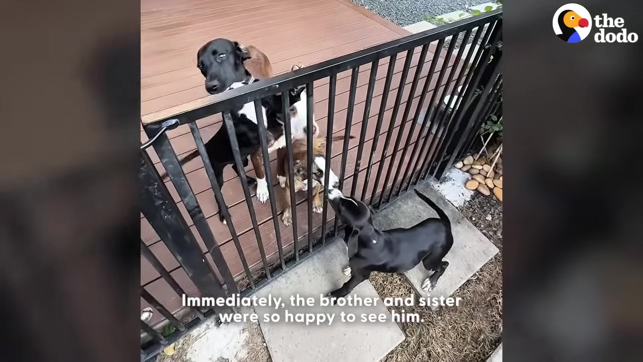 A black puppy on one side of a black metal gate sniffs and greets two other dogs, one black and one brown and white, on the other side of the gate.