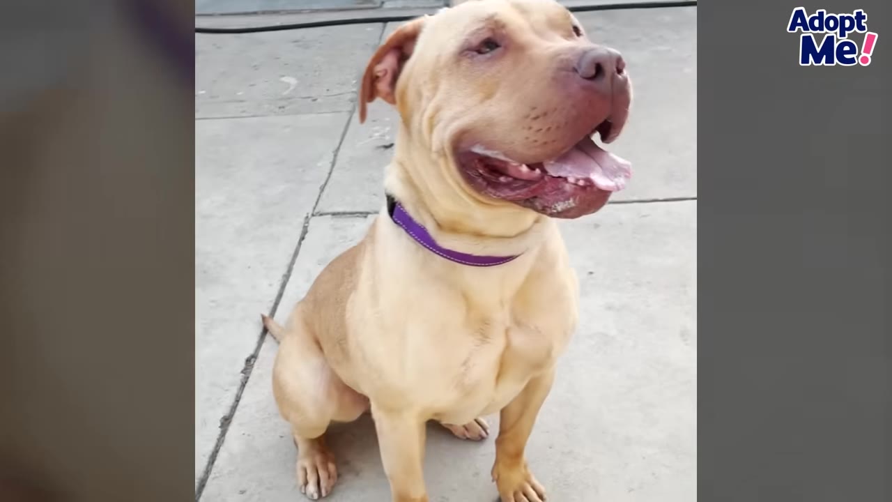A light brown pit bull-type dog with a purple collar sits calmly on a concrete surface, looking off to the side with an open mouth and happy expression.