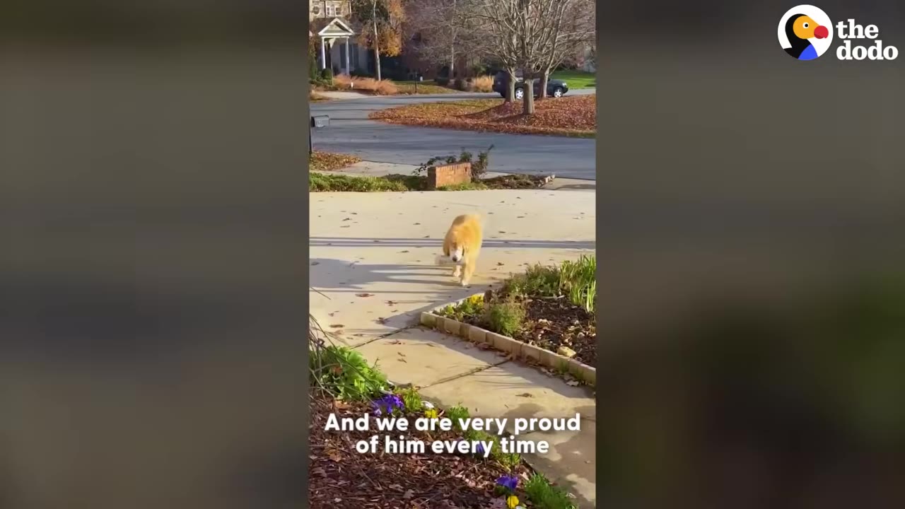 A golden retriever walks up a concrete driveway carrying a rolled-up newspaper in its mouth.