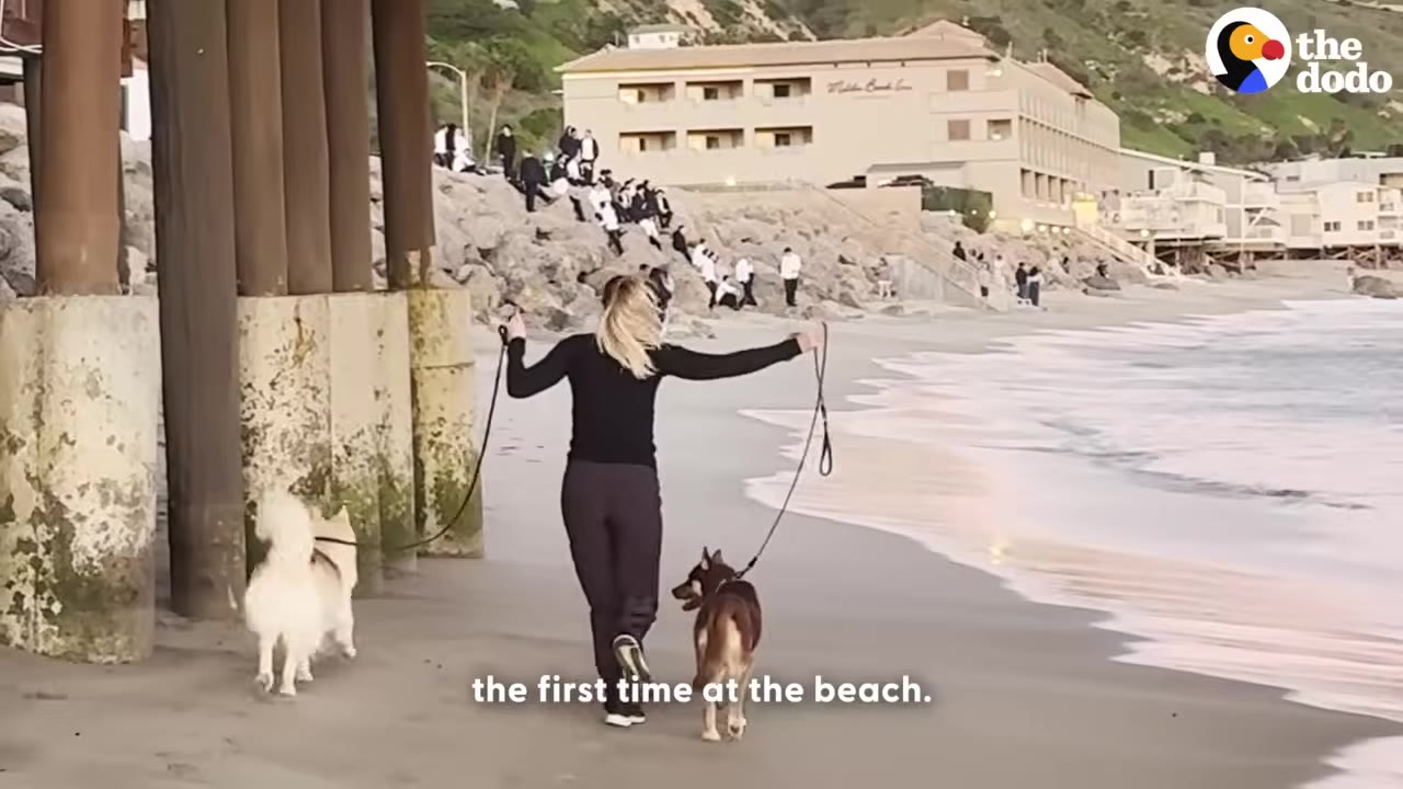 A woman seen from behind walks two dogs on leashes along a sandy beach next to ocean waves, with a caption reading 'the first time at the beach.'
