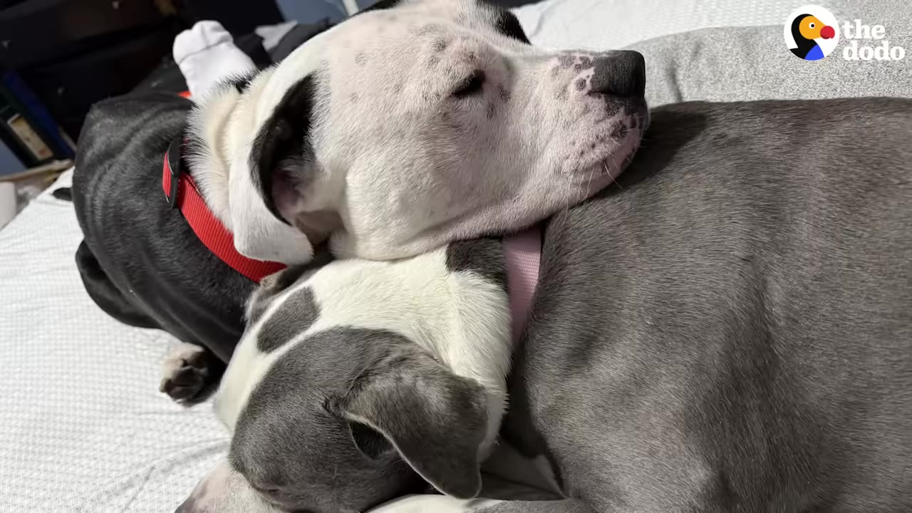 A close-up of two dogs cuddling together on a bed, with one resting its head on the other's back.