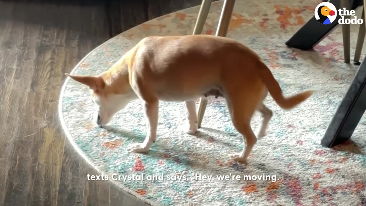 A small tan and white dog sniffing a colorful patterned rug indoors, with text overlay reading 'texts Crystal and says, "Hey, we're moving.'