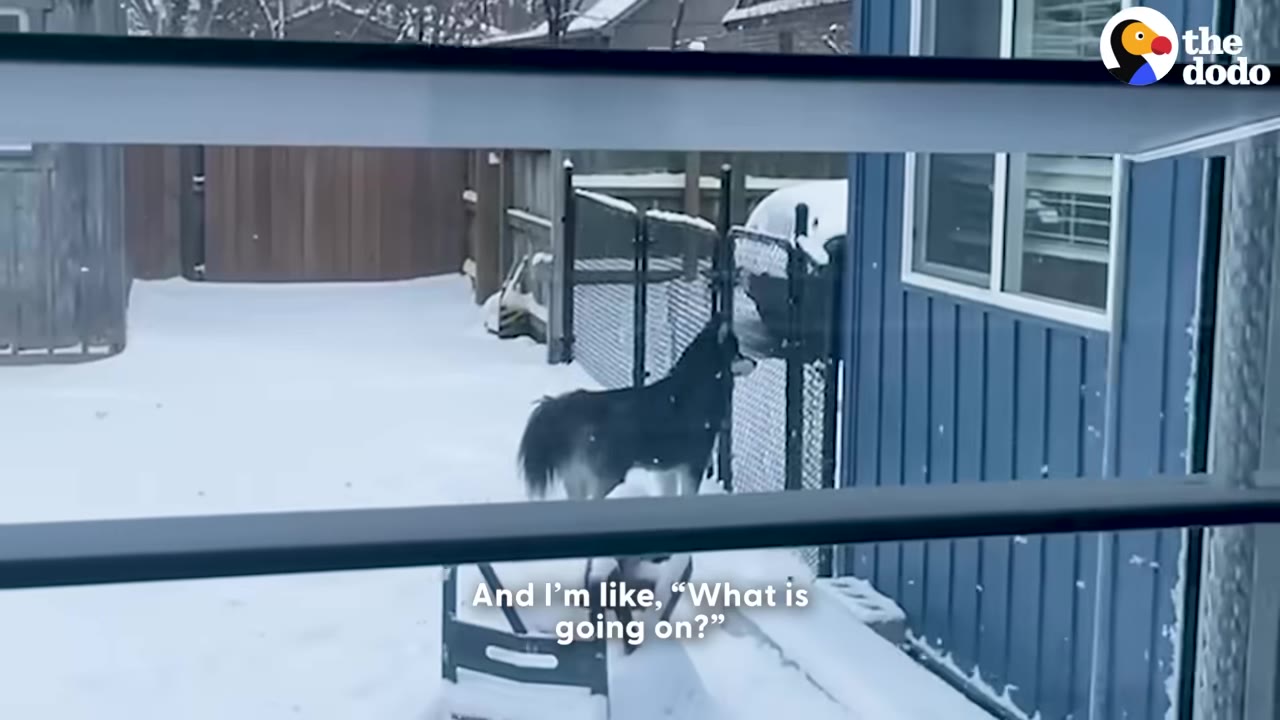 A black and white dog stands in a snowy backyard, viewed through a window frame.