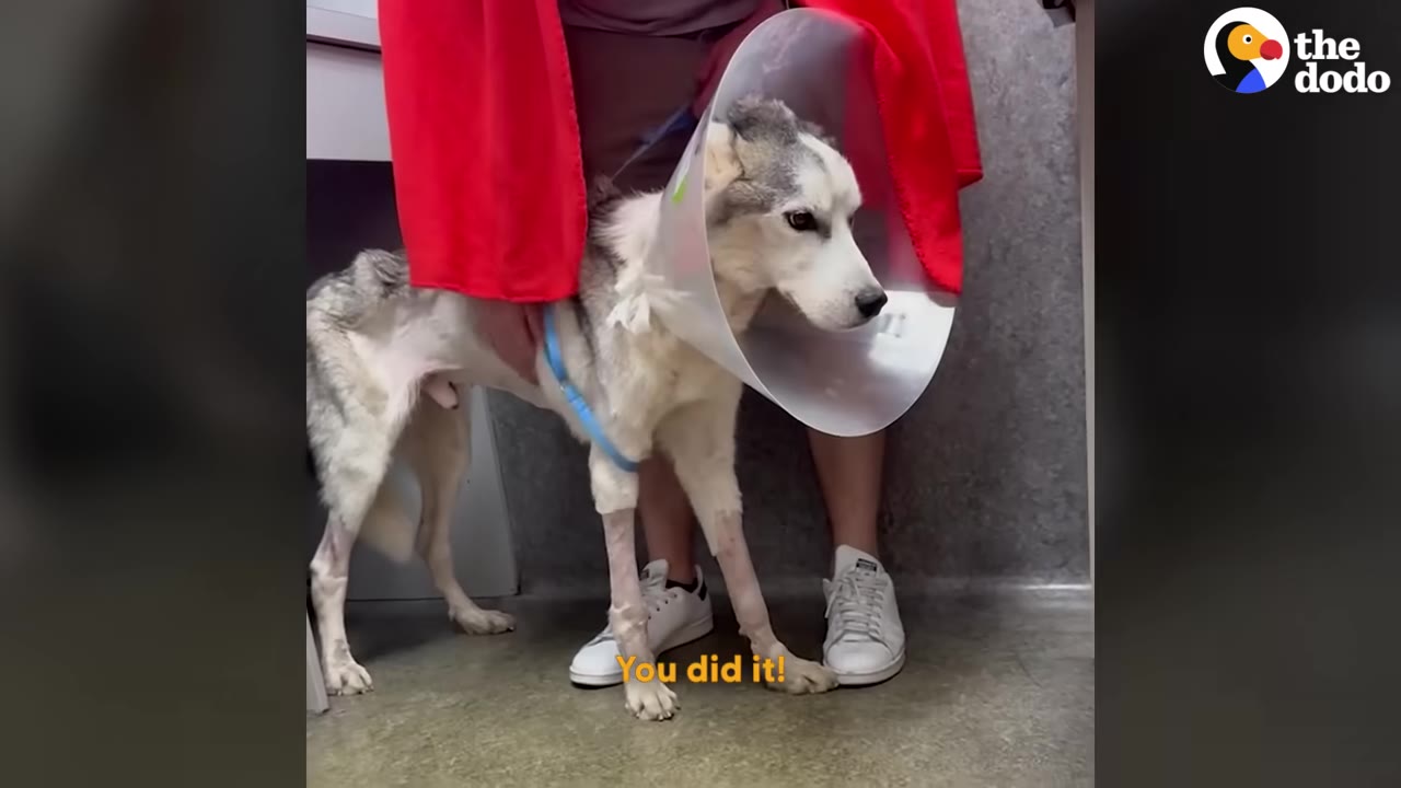 A husky dog named Wolf stands on his own four legs while wearing a plastic protective cone around his neck, supported by a person standing behind him.