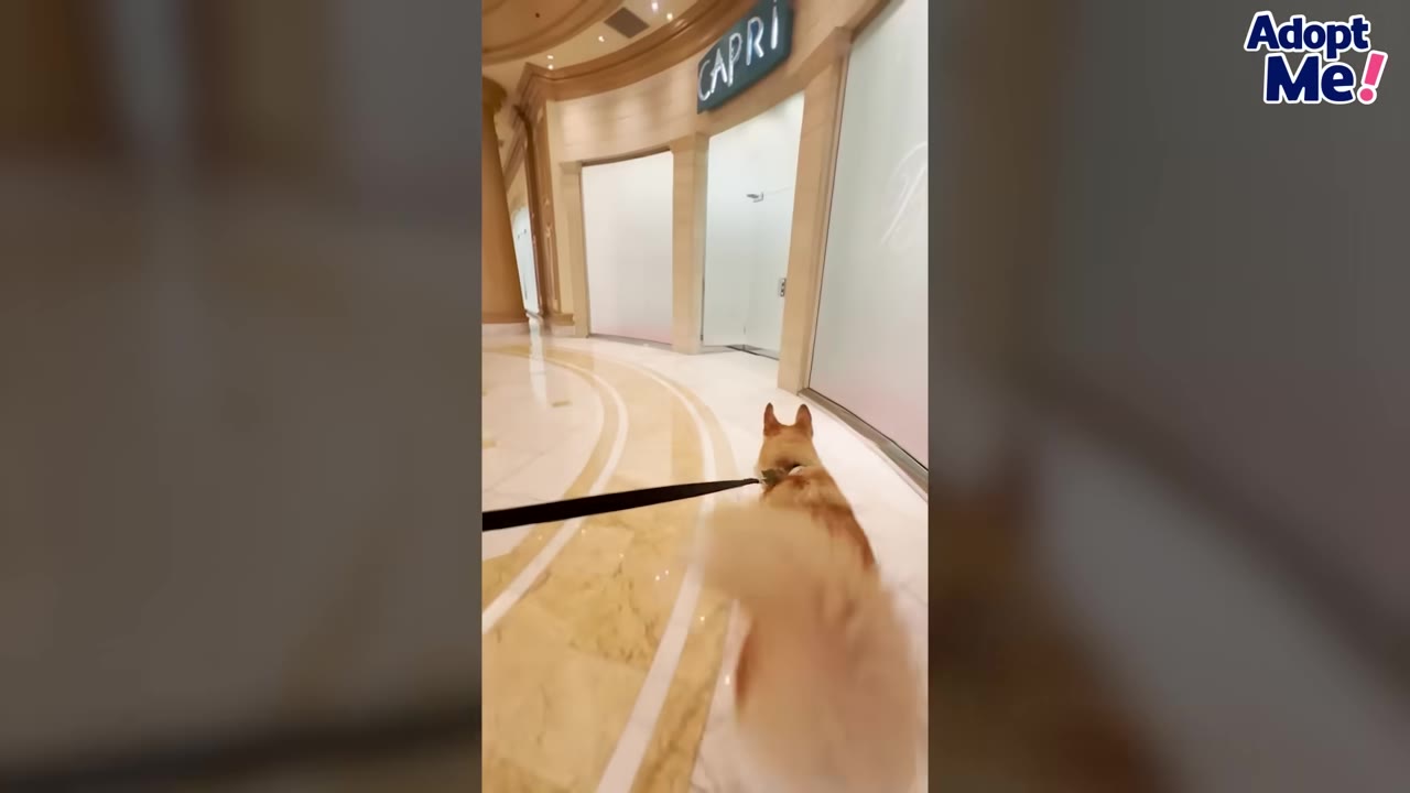 A light brown dog on a leash walks down a polished marble hallway in a hotel, with a sign reading 'CAPRI' visible in the background.