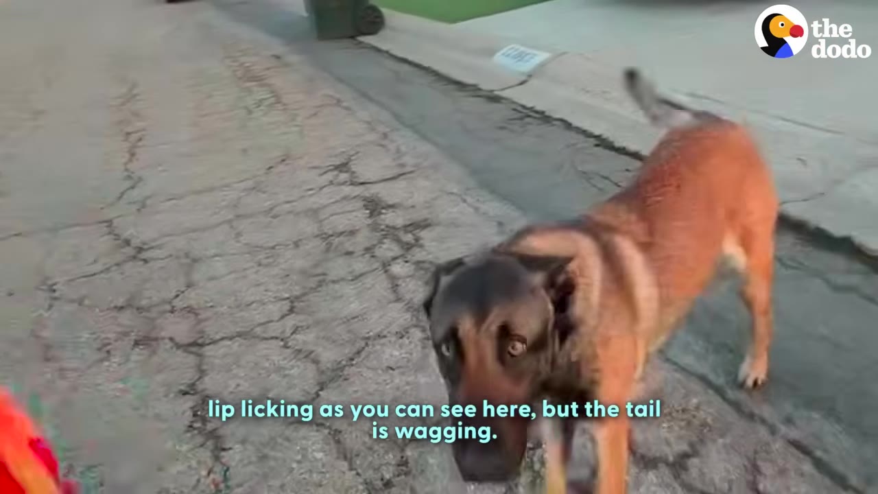 A brown and black dog stands on a paved outdoor street, looking towards the camera with its tail raised.