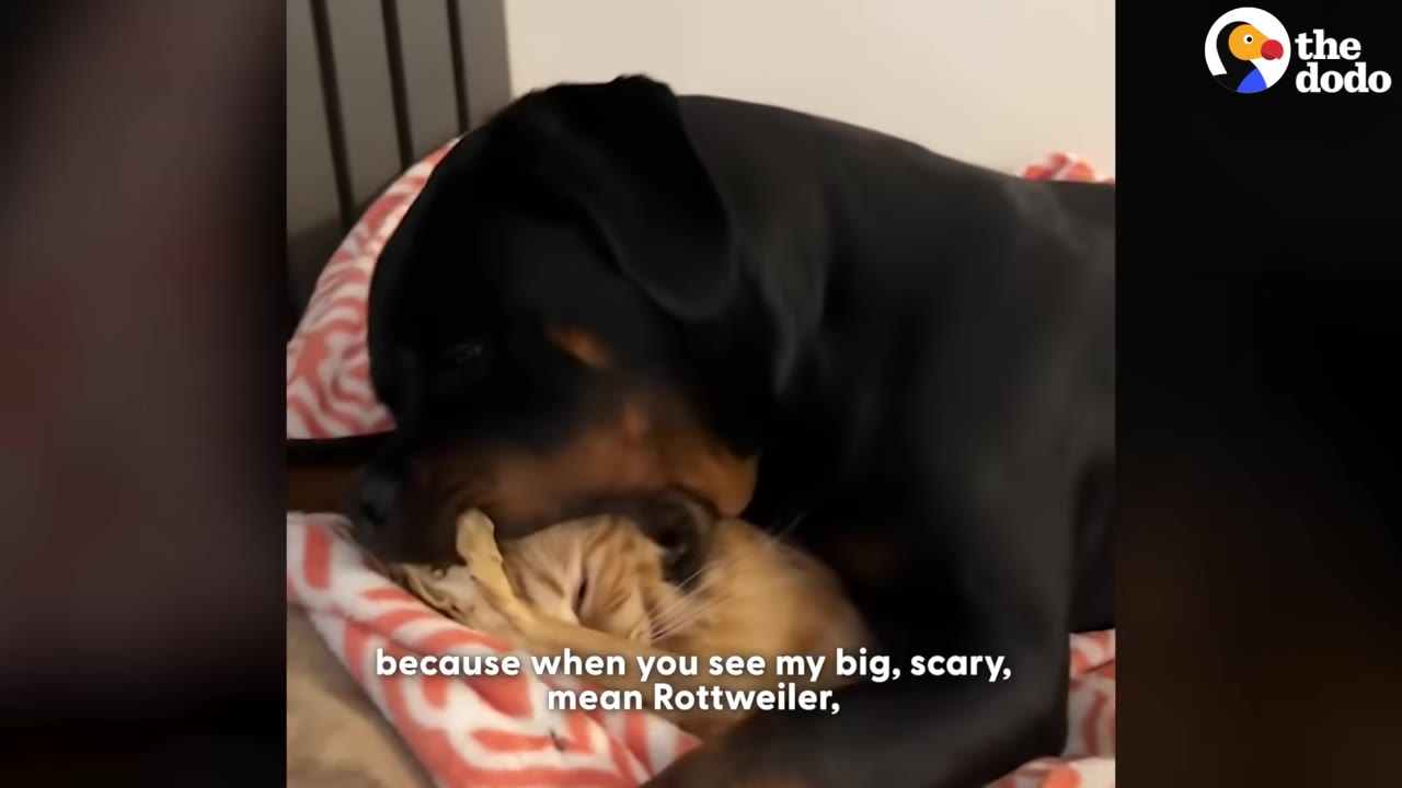 A large black and tan Rottweiler gently resting its mouth over a small orange tabby cat lying on a patterned blanket.