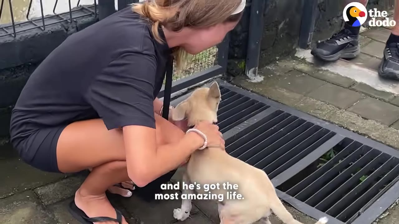 A woman in a black t-shirt crouches down to pet a small tan puppy on a paved walkway next to a metal grate.