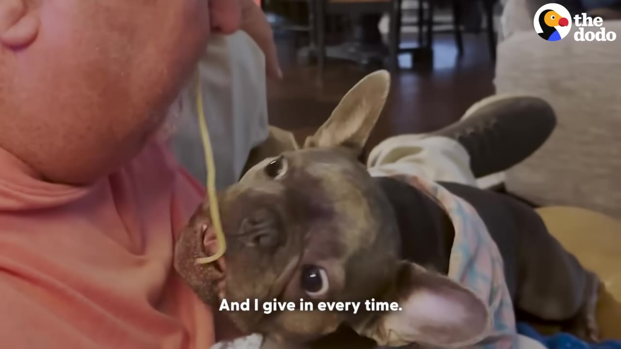 A French bulldog lying on its back, eating a single strand of spaghetti directly from a man's mouth.