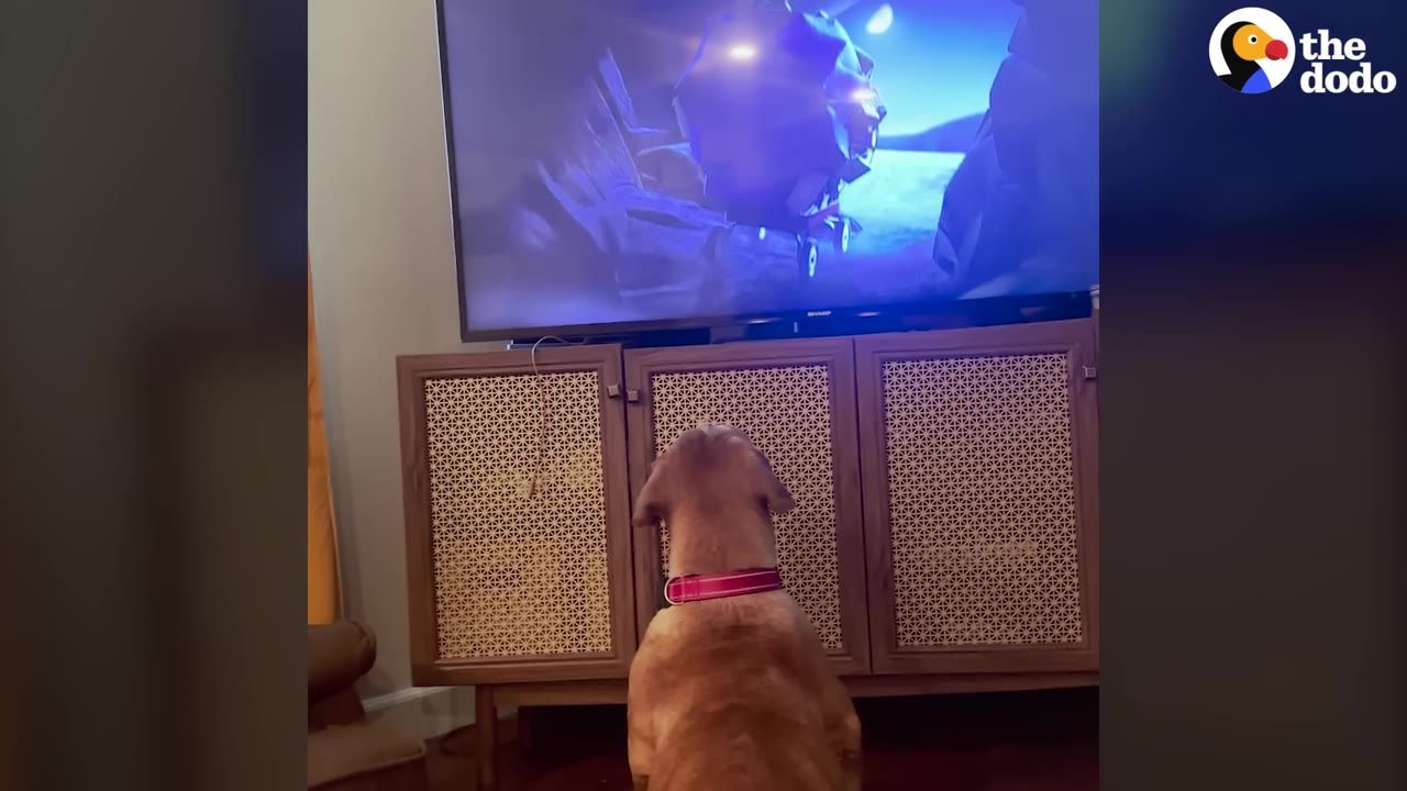 A brown dog with a pink collar sits on the floor, viewed from behind, looking up at a television screen displaying a video.