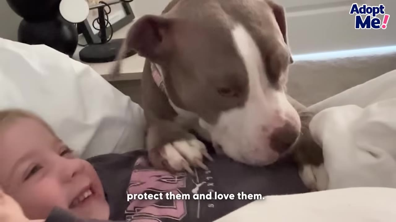 A brown and white dog gently rests its paws on a smiling young child lying in bed.