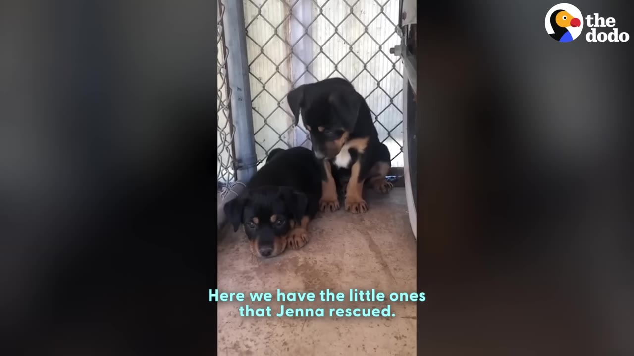 Two black and tan puppies sitting together inside a wire-fenced enclosure at a sanctuary.