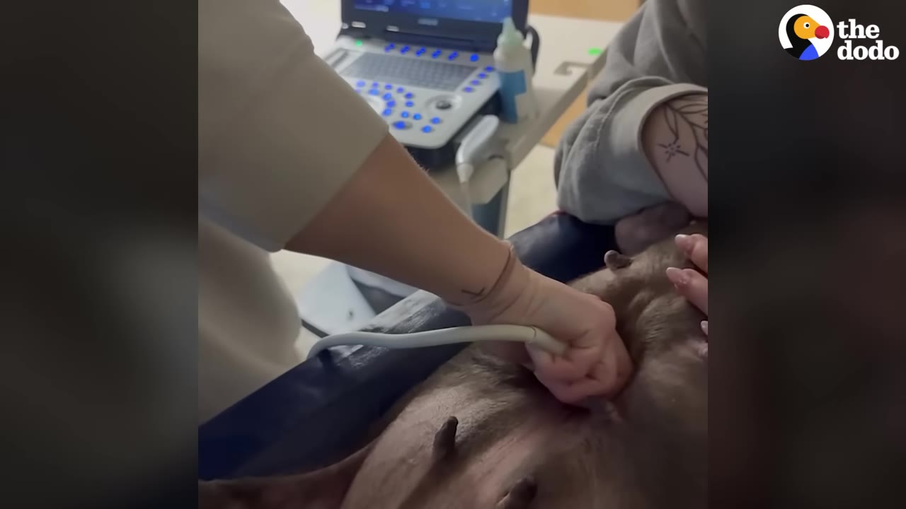 A veterinary professional performs an ultrasound on a dog's belly in a clinic setting.